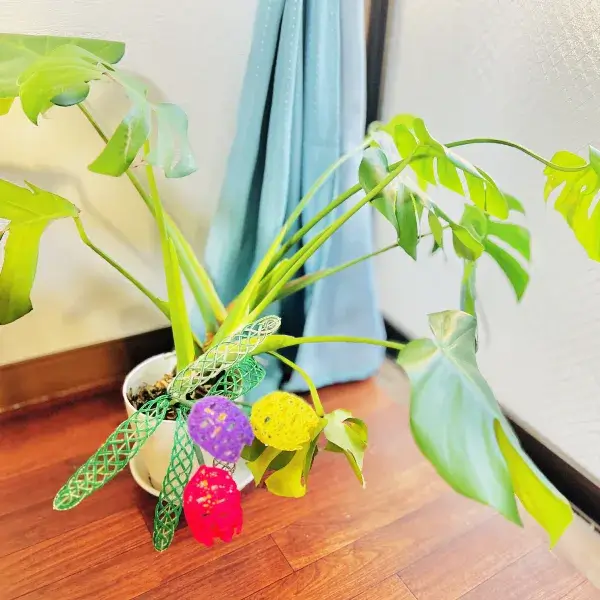 施術室に飾られたお花